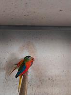 Turquoisine en elegant, Dieren en Toebehoren, Vogels | Parkieten en Papegaaien, Meerdere dieren, Parkiet, Geringd