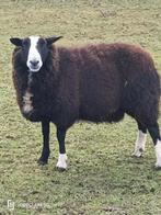 2 jarige bok te koop 300€, Dieren en Toebehoren