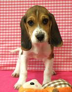 Supermooie Beagle pup!, Dieren en Toebehoren, Honden | Beagles, Bassets en Lopende honden, Beagle, 15 weken tot 1 jaar, Buitenland