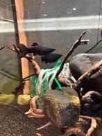Black molly’s longtail  (UITVERKOOP!!!), Dieren en Toebehoren, Vissen | Aquariumvissen, Vis, Zoetwatervis