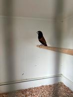Lonchura atricapilla, Dieren en Toebehoren, Vogels | Overige Vogels, Mannelijk, Tropenvogel, Geringd
