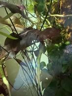 nymphaea lotus rouge, Animaux & Accessoires, Poissons | Aquariums & Accessoires, Enlèvement ou Envoi, Neuf, Plante(s), Pierre ou Bois