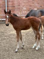 Merrie veulen Toémme de regor X pilox X landor S, Dieren en Toebehoren, Paarden, Merrie, Springpaard, 0 tot 2 jaar, Gechipt