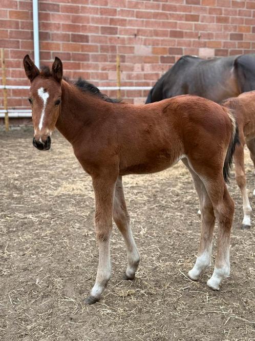 Merrie veulen Toémme de regor X pilox X landor S, Dieren en Toebehoren, Paarden, Merrie, Onbeleerd, 0 tot 2 jaar, Springpaard