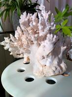 Grote koraal ., Enlèvement