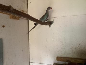 Pinces blauw, Bagué