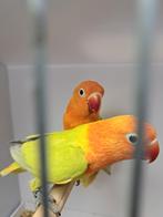 Ficheri's koppel dilute, Dieren en Toebehoren, Meerdere dieren, Dwergpapegaai of Agapornis, Geringd