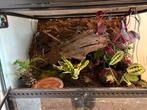 Terrarium, Ophalen, Zo goed als nieuw