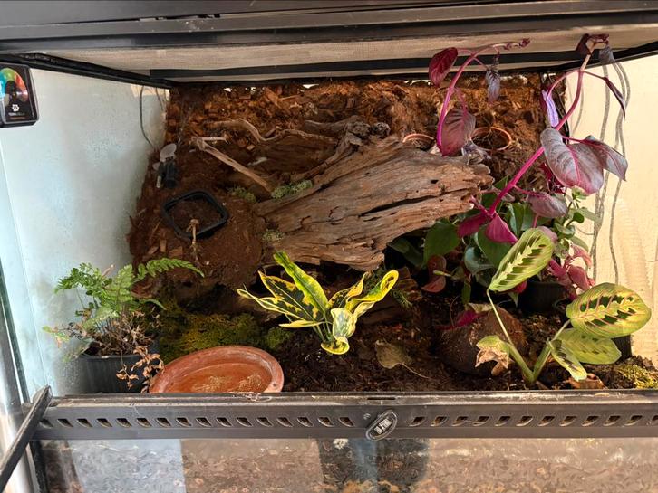 Terrarium, Dieren en Toebehoren, Reptielen en Amfibieën | Toebehoren, Zo goed als nieuw, Ophalen