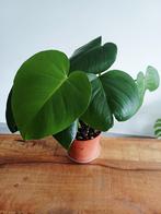 Monstera deliciosa, Huis en Inrichting, Kamerplanten, Ophalen of Verzenden