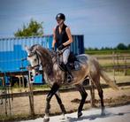 Ruiter gezocht, Dieren en Toebehoren