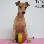 "Lola" kruising Italiaanse Windhond X Pinscher - te koop, Dieren en Toebehoren, België, 15 weken tot 1 jaar, CDV (hondenziekte)