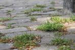 Totale onkruidbestrijder (oude formule), Tuin en Terras, Bestrijdingsmiddelen, Ophalen of Verzenden, Nieuw, Onkruidbestrijding