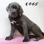 X American Bully XXL pups te koop, 15 weken tot 1 jaar, Buitenland, CDV (hondenziekte), Meerdere
