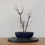 Japanse esdoorn 'deshojo', Tuin en Terras, In pot, Minder dan 100 cm, Halfschaduw, Overige soorten