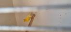 Kweek koppel waterslager man x kanarie pop, Dieren en Toebehoren, Vogels | Overige Vogels