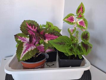 Kleurrijke siernetel, coleus beschikbaar voor biedingen