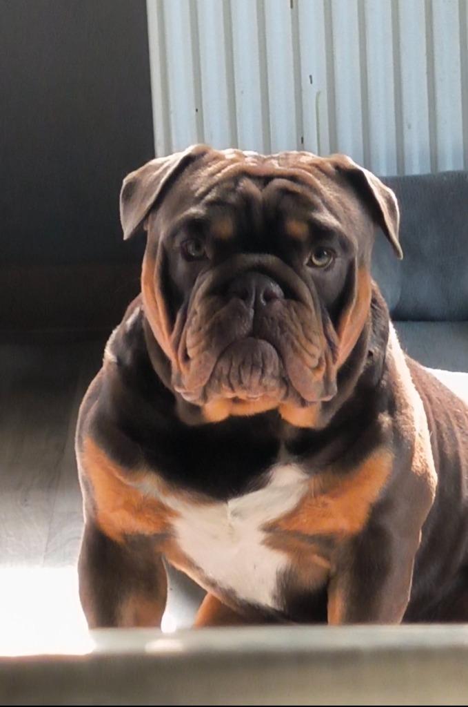 New English bulldog dekreu getest, Dieren en Toebehoren, Honden | Bulldogs, Pinschers en Molossers, Reu, Bulldog, Fokker | Hobbymatig