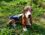 porselein basset hound, Ophalen, Gebruikt, Dier
