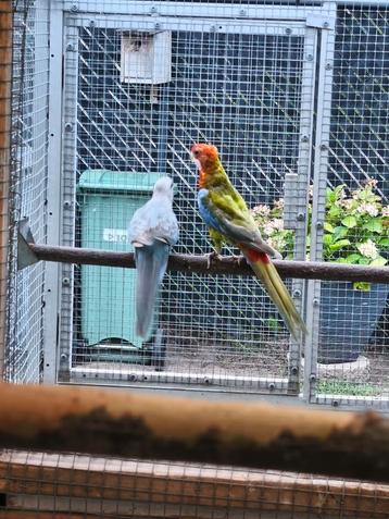 Koppel rosella