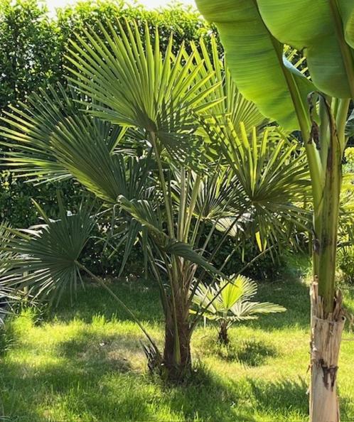 Trachycarpus fortunei x nanus  (hybride palm), Tuin en Terras, Planten | Bomen, Palmboom, Minder dan 100 cm, Volle zon, Herfst