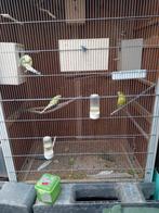 Parkieten, Dieren en Toebehoren, Vogels | Kanaries