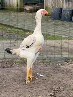 Jonge shamo hen, Dieren en Toebehoren, Pluimvee