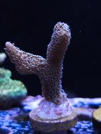 Montipora digitata babt bleu, Dieren en Toebehoren