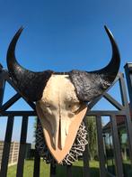 Schedel buffel oude eiken plaat gezandstraald, Enlèvement