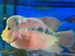 Flowerhorne cichlide +20cm, Dieren en Toebehoren, Vis, Zoetwatervis