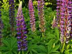 10 zaden Lupine paars, Verzenden, Zaad