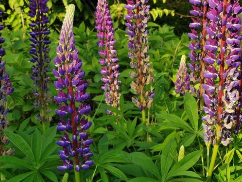 10 zaden Lupine paars, Tuin en Terras, Bloembollen en Zaden, Zaad, Verzenden