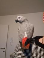 Grijze roodstaart Tam 2025, Animaux & Accessoires, Oiseaux | Perruches & Perroquets, Femelle, Perroquet, Parleur