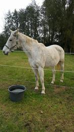 BWP Gratis Gezelschapspaard zoekt gouden thuis, Dieren en Toebehoren, Recreatiepaard, 11 jaar of ouder, Merrie, Gechipt