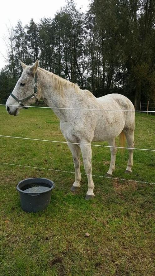 BWP Free Companion Horse cherche une maison dorée, Animaux & Accessoires, Chevaux, Jument, Ne s'applique pas, 160 à 165 cm, 11 ans ou plus