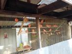 Rode Kanaries, Dieren en Toebehoren, Vogels | Kanaries