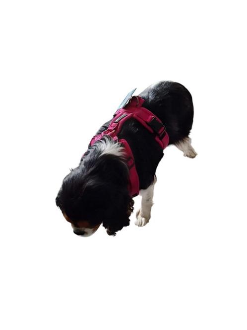 Harnas Y-comfort voor middel grote hondjes merk Petlando, Dieren en Toebehoren, Overige Dieren-accessoires, Nieuw, Ophalen of Verzenden