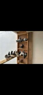 Hoogvliegers duiven, Dieren en Toebehoren