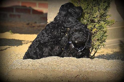 cockapoo pups, Dieren en Toebehoren, Honden | Retrievers, Spaniëls en Waterhonden, Teef, Spaniël, Fokker | Professioneel, Meerdere