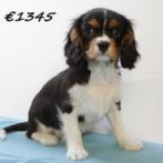Cavalier King Charles-puppy’s te koop – echte hartendiefjes!, Dieren en Toebehoren, 15 weken tot 1 jaar, CDV (hondenziekte), Buitenland