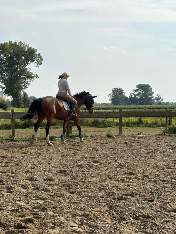 Lesgeefster aangeboden, Dieren en Toebehoren, Pony's