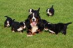 Berner Sennen pups - Stamboom ouders, Dieren en Toebehoren, Honden | Bulldogs, Pinschers en Molossers, CDV (hondenziekte), Meerdere