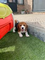 Lieve, sociale Beagle pups, Animaux & Accessoires, Chiens | Beagles, Bassets & Chiens courants, Plusieurs, Belgique, 8 à 15 semaines