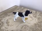 Beeldje Engelse springer spaniël (Leonardo), Ophalen of Verzenden, Nieuw