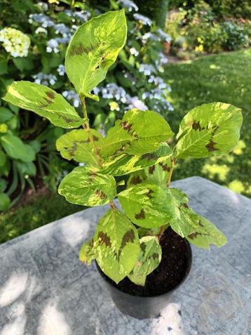 Persicaria Filiformis beschikbaar voor biedingen