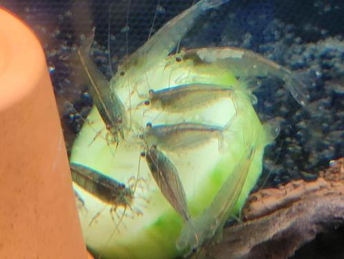 Hobbyaquarium Japonica XL garnalen / amano algeneters 4/5cm, Dieren en Toebehoren, Vissen | Aquariumvissen, Zoetwatervis, Kreeft, Krab of Garnaal
