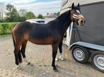 Prachtige D Pony, Dieren en Toebehoren, Merrie, B, 7 tot 10 jaar, Recreatiepony