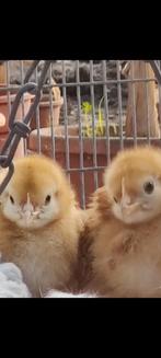Legkippen kuikens van 2 weken oud te koop., Dieren en Toebehoren, Pluimvee, Geslacht onbekend, Kip