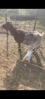 Mieke, Animaux & Accessoires, Chèvre