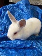 Dwergkonijn dwergkonijnen hotton en californier, Dieren en Toebehoren, Konijnen